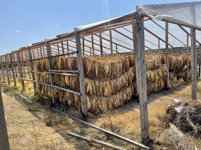 Как выращивают табак в Дагестане